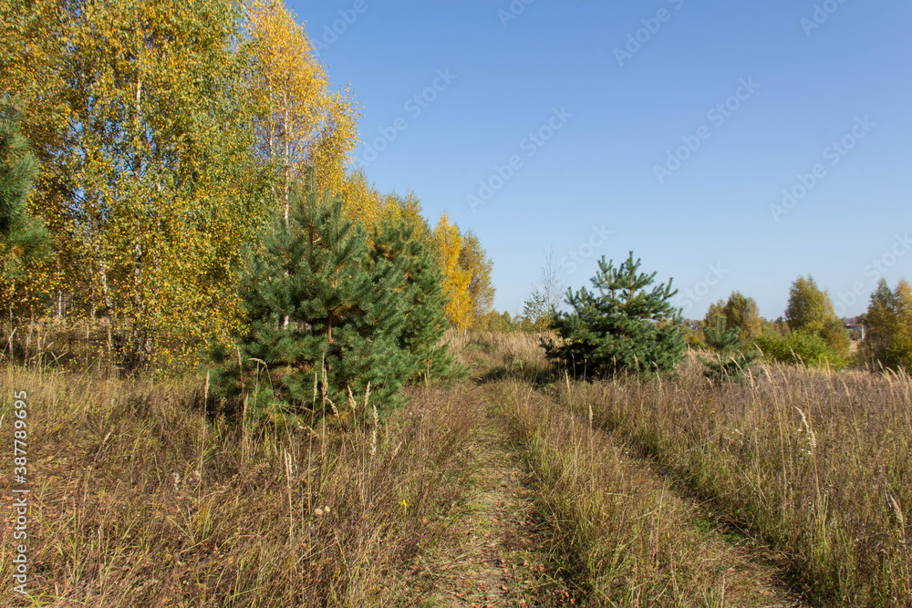 early autumn, yellow leaves on the trees in the forest