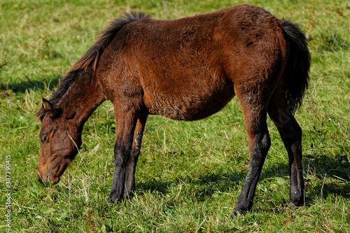 Young horse foal grazing grass. Pasture grassland in Beskid Niski area in Poland, Europe.