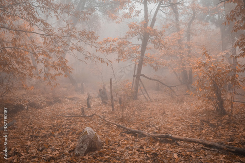 Wallpaper Mural Landscape with fog in a chestnut forest near Montanchez. Extremadura. Spain. Torontodigital.ca