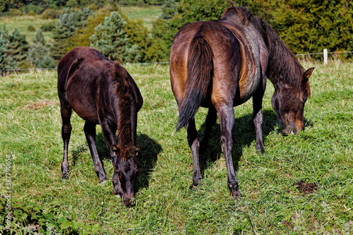 Mare and foal grazing grass next to each other in Beskid Niski mountains meadow pasture. Hucul horses breed. Poland, Europe. photo