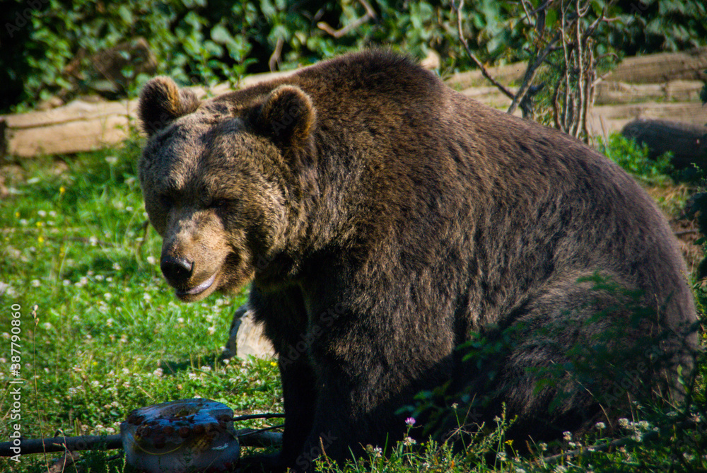 Huge brown bear eating fruit in a huge ice block. Kuterevo bears sanctuary in Croatia, protection of the wild animals Huge brown bear eating fruit in a huge ice block. Kuterevo bears sanctuary in Croatia, protection of the wild animals