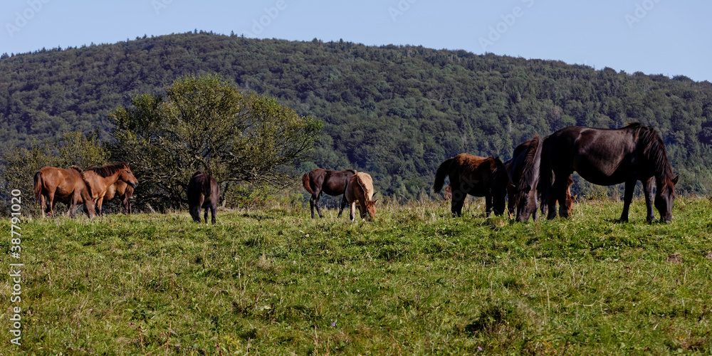 Herd of horses grazing grass on meadow pasture in wild Beskid Niski mountains area. Hucul pony breed horses. Herd of horses grazing grass on meadow pasture in wild Beskid Niski mountains area. Hucul pony breed horses.