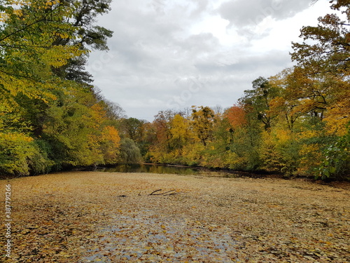 autumn in the forest,herbst, landschaft, baum, road, wald, fall, natur, baum, himmel, jahreszeit, blatt, park, gelb, blatt, green, laub, blau, holz, gras, orange, feld, holz, farbe, rot, bunt