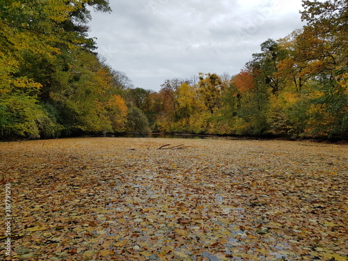 autumn in the park,herbst, landschaft, baum, road, wald, fall, natur, baum, himmel, jahreszeit, blatt, park, gelb, blatt, green, laub, blau, holz, gras, orange, feld, holz, farbe, rot, bunt