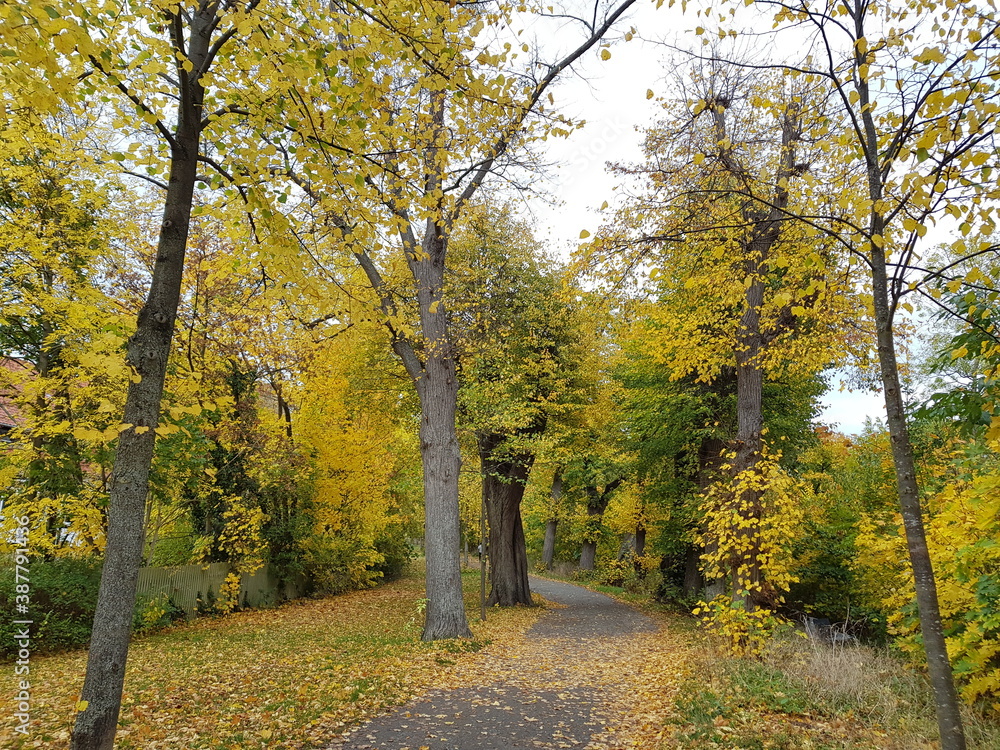 Naklejka premium autumn in the park,autumn, forest, fall, tree, nature, landscape, park, leaves, trees, road, yellow, leaf, season, foliage, path, wood, color, orange, woods, outdoors, green, red, golden, colors, oak