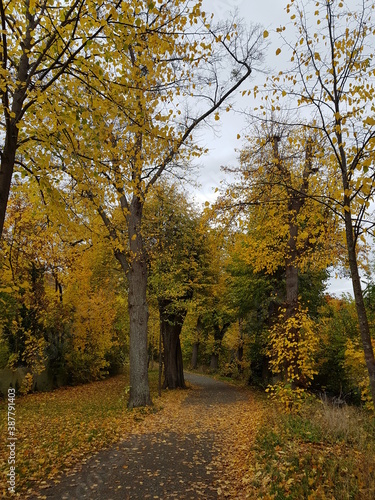 autumn in the park,autumn, forest, fall, tree, nature, landscape, park, leaves, trees, road, yellow, leaf, season, foliage, path, wood, color, orange, woods, outdoors, green, red, golden, colors, oak
