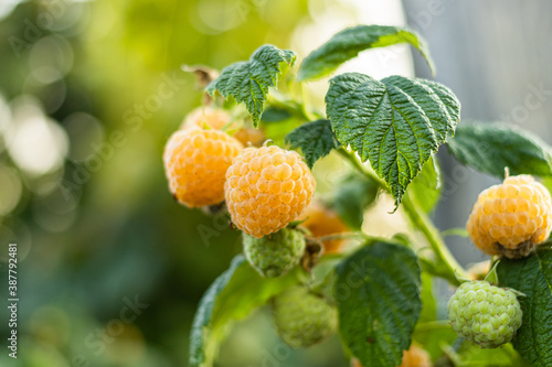 A close-up of the juicy yellow raspberries ripening on the vine
