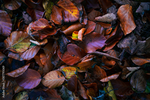 autumn 