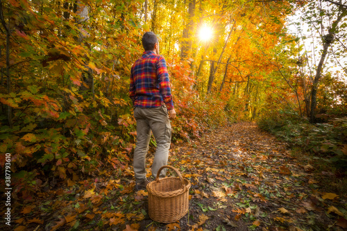 Man walking in a forest during autumn season with a basket and sunlight shining behind the trees