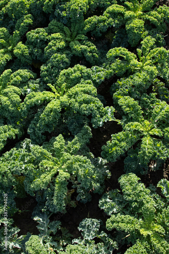 close up of young field of green kale close up of young field of green kale