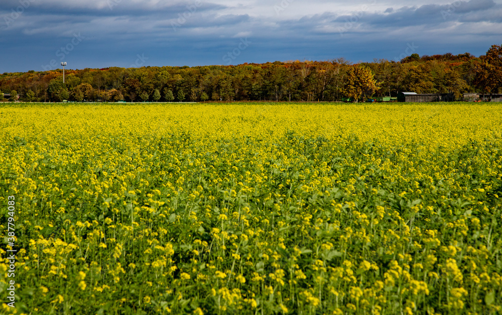 dark mustard plants in a field, yellow flowers and green leaves dark mustard plants in a field, yellow flowers and green leaves