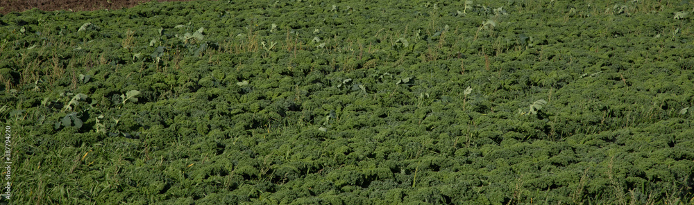 young field of green kale