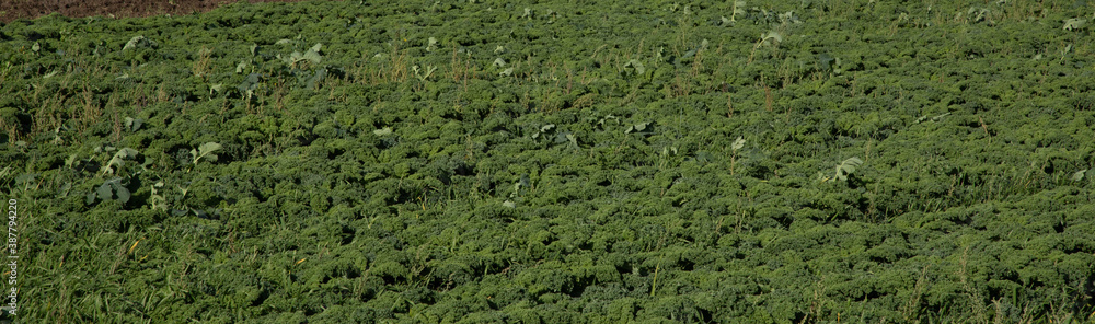 young field of green kale young field of green kale