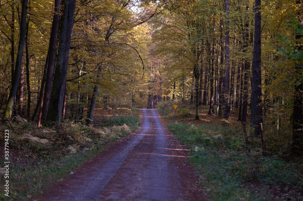 Obraz premium road in forest