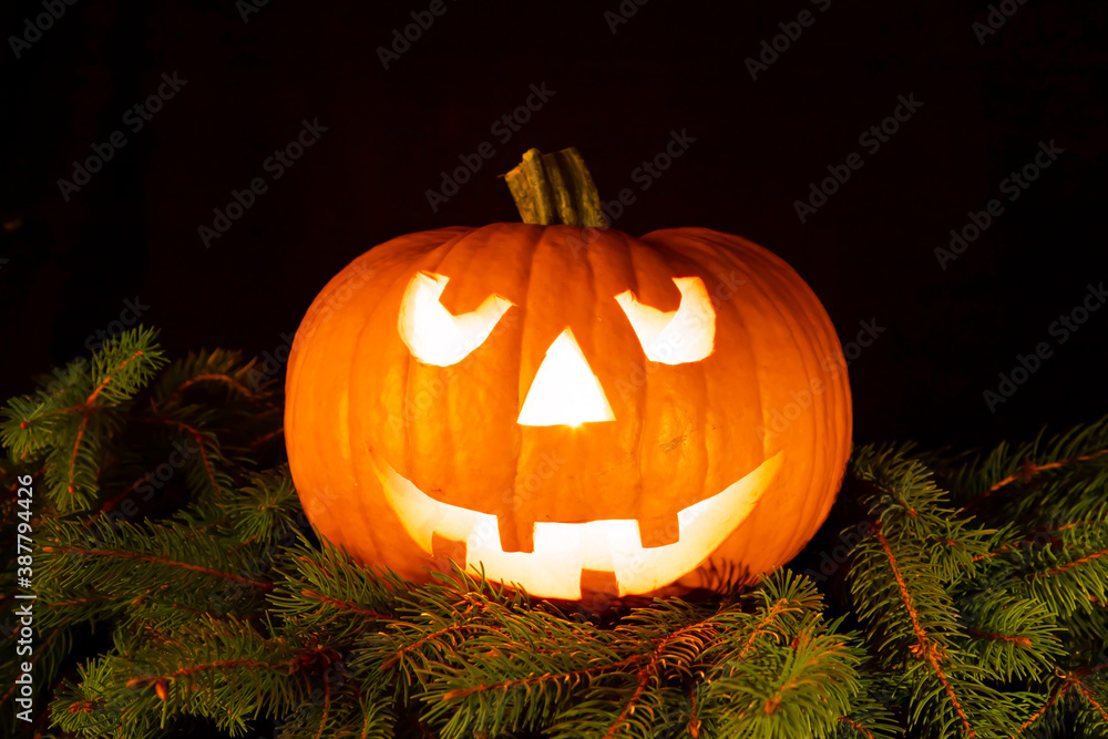 halloween pumpkin with smiling face on fir branches, four teeth. light illuminating the pumpkin from inside. halloween pumpkin with smiling face on fir branches, four teeth. light illuminating the pumpkin from inside.