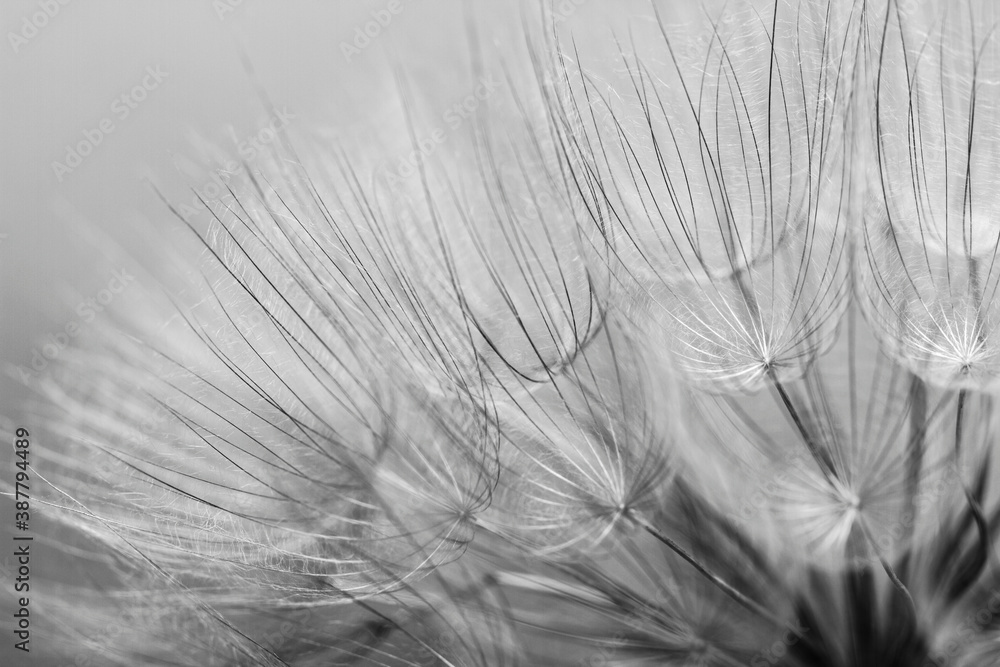 Abstract macro photo of dandelion seeds