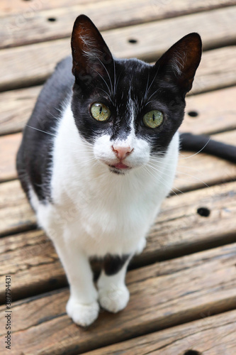Fotografie Felino