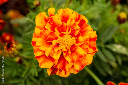 orange flower in the garden © Eric