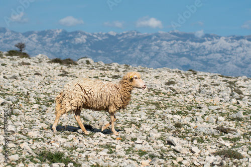 POVLJANA, PAG ISLAND, CROATIA, 10.10.2020. - Sheep in rocky landscape against Velebit mountain. Karst landscape. Neglected wool. photo