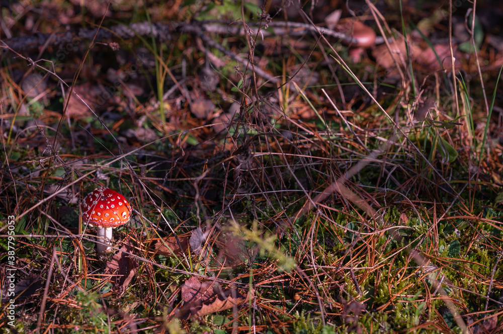 mushroom in the forest mushroom in the forest