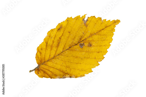 Close-up of autumn leaf isolated on white background