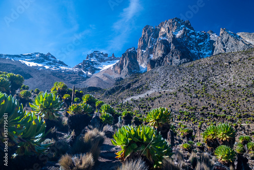 mt. Kenya with lobelias