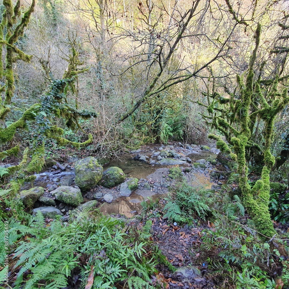 Fototapeta premium stream in the woods