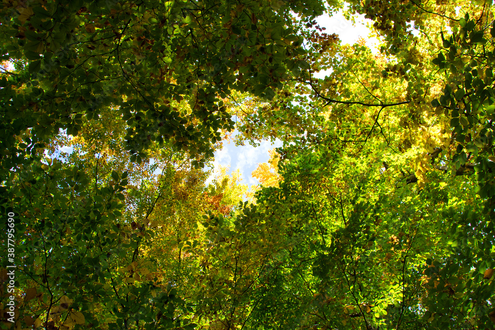 Obraz premium wonderful colorful autumn scenery at a forest