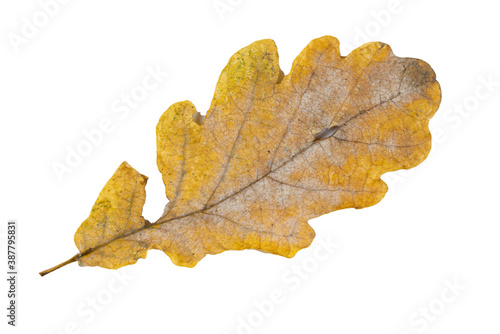 Close-up of autumn leaf isolated on white background