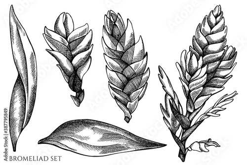 Vector set of hand drawn black and white bromeliad