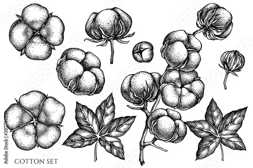 Vector set of hand drawn black and white cotton