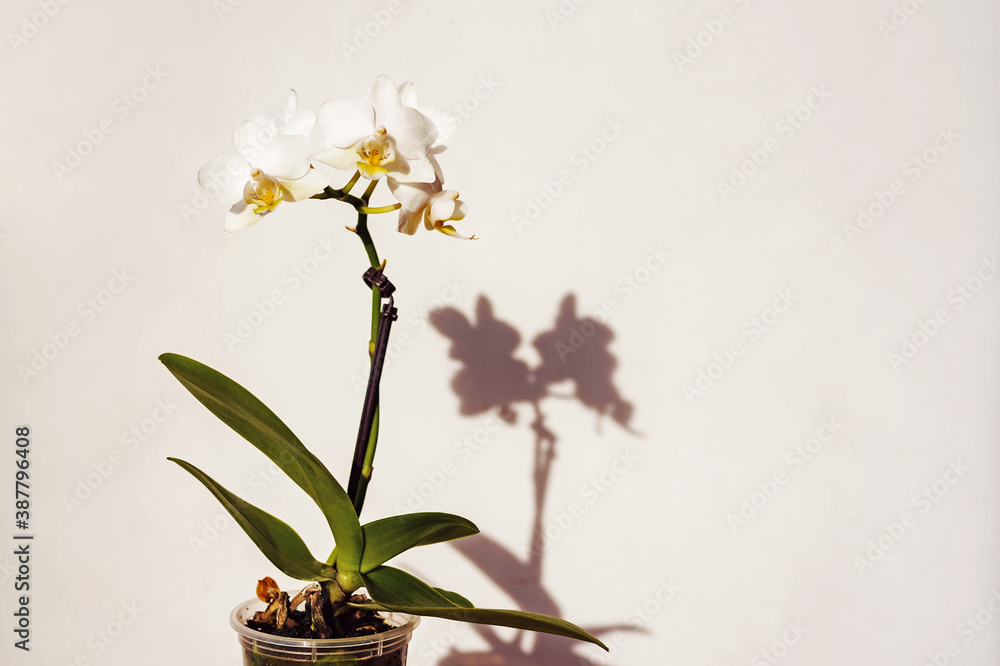 Tropical plant growing in pot, potted orchids against wall giving shade. Beautiful houseplant and copy space for text. Spring and summer blooming phalaenopsis, home decoration and floristic hobby