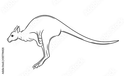 Kangaroo pouch mammal Australia outline art Vector illustration line art