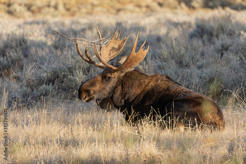 Bull Shiras Moose in Autumn in Wyoming