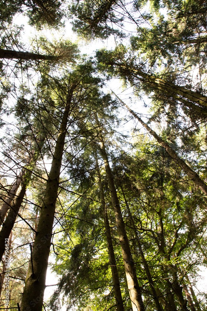 Fototapeta premium trees in the woods