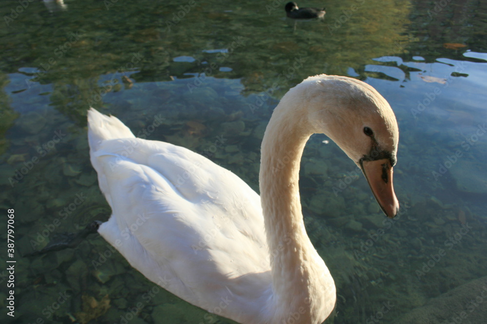 Naklejka premium portrait de cygne