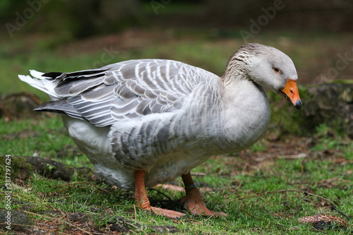 A grey goose