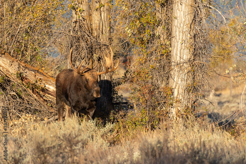 Bull Shiras Moose in Autumn in Wyoming Bull Shiras Moose in Autumn in Wyoming