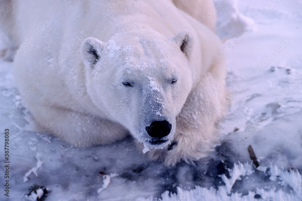 Close up of polar bear in winter Close up of polar bear in winter