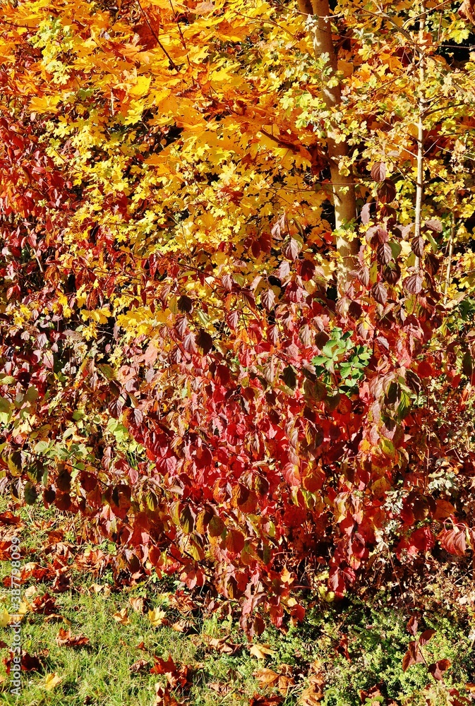 Hecke in herbstlichen Farben Hecke in herbstlichen Farben