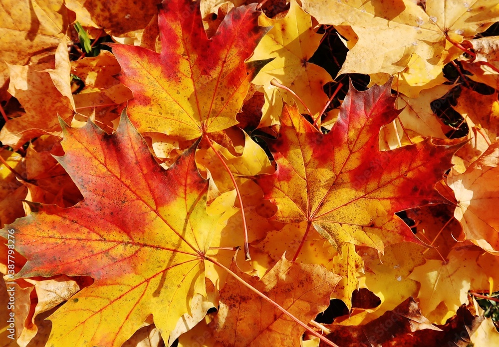 Buntes Herbstlaub Buntes Herbstlaub