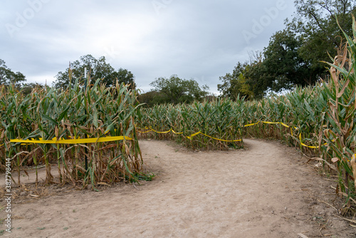 View of Multiple Path Fork in a Large Halloween Corn Maze