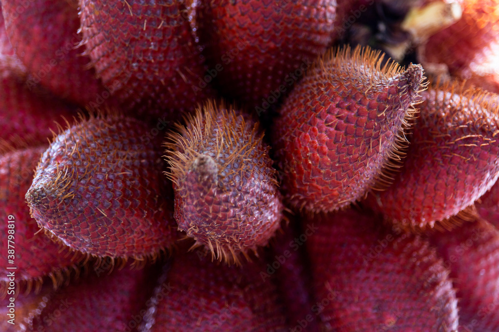Salak Palm , waive or snake fruit on a wooden plate. Salak Palm , waive or snake fruit on a wooden plate.