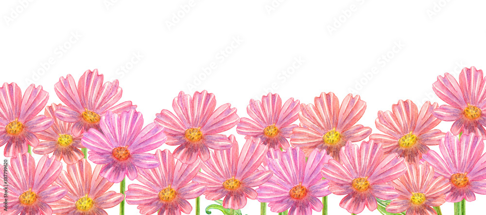 isolated field of pink flowers against white background. watercolor painting
