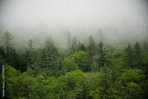 Fototapeta Naklejka Na Ścianę i Meble -  Trees in mist