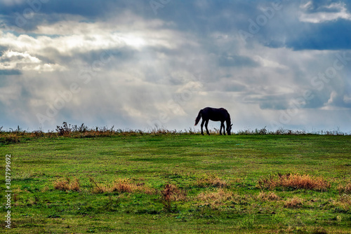 Horse on the horizon with cloudy sky and sunbeams. photo