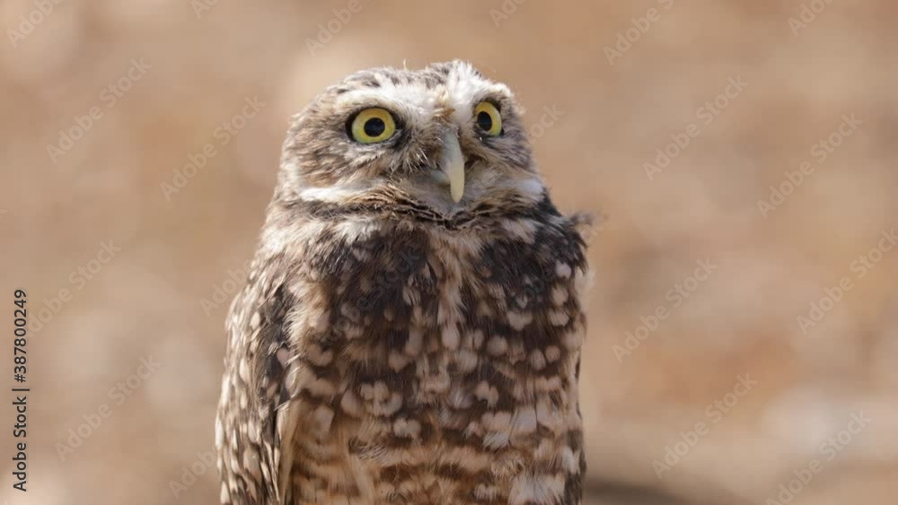 Cute Burrowing Owl looking out from his borrow Cute Burrowing Owl looking out from his borrow