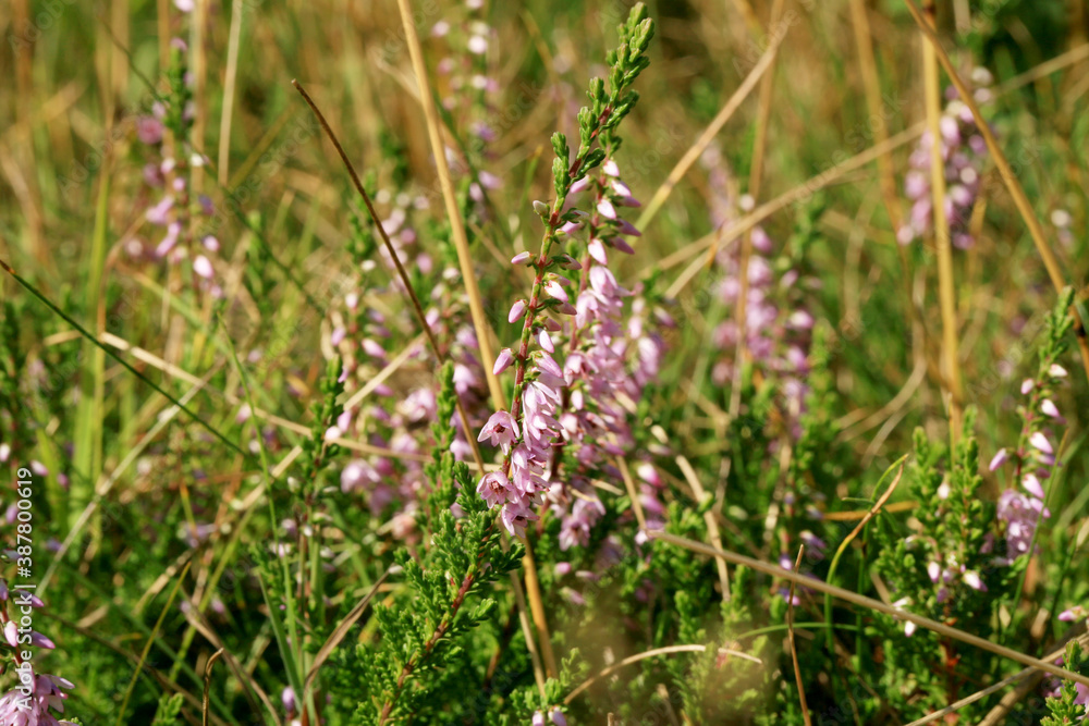 Blooming heathers in Stolowe Mountains National Park in Poland,
Detail of a flowering heather plant in polish mountain wild landscape
Blooming heathers in Stolowe Mountains National Park in Poland,
Detail of a flowering heather plant in polish mountain wild landscape