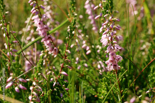 Blooming heathers in Stolowe Mountains National Park in Poland, Detail of a flowering heather plant in polish mountain wild landscape 