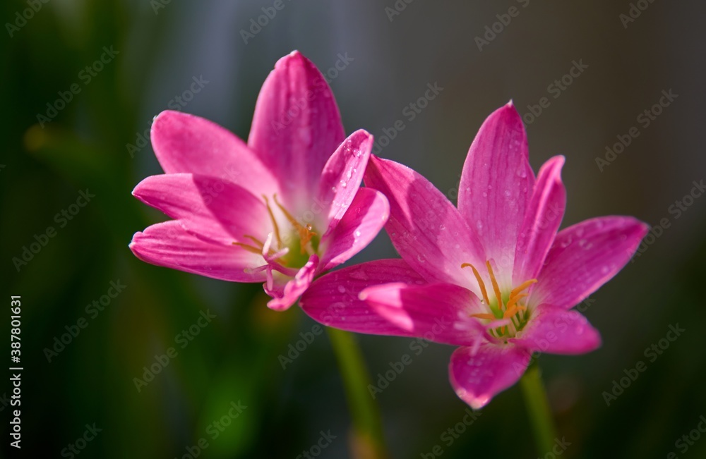 Close-up view of the pink rain lily in bloom Close-up view of the pink rain lily in bloom